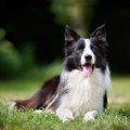 IQが高い犬種ランキ…
