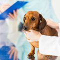 犬の日光過敏症とは…