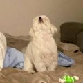 家の中で犬と『フリ…