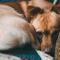 犬の『体調不良サイ…