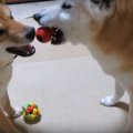 じゃれ合いっこに取…
