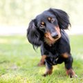 『短足な犬種』4選！…