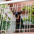 縄張り意識が強い犬…