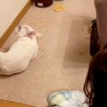 犬を叱った結果…『態…