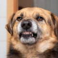 先住犬が子犬に吠え…