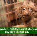 「パピーミル（子犬…