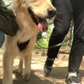 犬の舌に現れる舌斑…