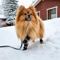 犬が『靴』を嫌がる…