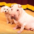 まさかの結末！？ワ…