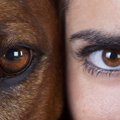 犬と人間の『目の違…