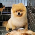 ケージで寂しい顔を…