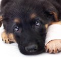 犬がケガをしている…