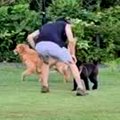 大型犬にタックルす…