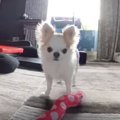 百獣の王、ティーナ…