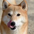 犬があなたに伝えて…