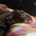 大型犬・ラブラドー…