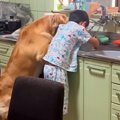 息子と大型犬がやけ…
