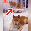 ライブ配信中、ぬい…