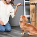 犬のしつけに効果的…