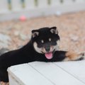 子犬がかかりやすい4…