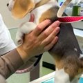 赤ちゃん犬が初めて…