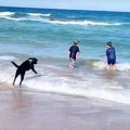 大型犬が『海に入る…