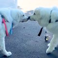 『同じ難病をかかえ…