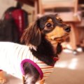 私が犬を飼っていて…