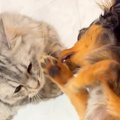 犬に『猫のヒゲ』が…