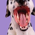 犬の口臭が気になる…
