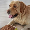 犬は肥満になると寿…