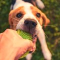 犬がおもちゃに噛み…