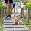 犬が『ピタっと』止…