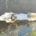 ハスキー犬『大きく…