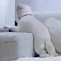 犬の留守番を『カメ…