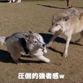 「迫力すごい」「野…