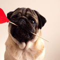 犬が見せる『愛情不…
