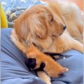 大型犬が『2匹の赤ち…