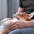 犬が『家族』にだけ…