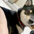 くつろいでいる豆柴…