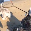 海に遊びにきた2匹の…
