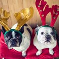 もうすぐクリスマス…