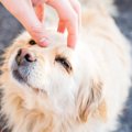 犬に『触るべきでは…