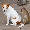 犬猿の仲の6つの由来