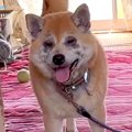 犬が『飼い主の緊急…