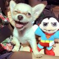 家庭内暴力の犠牲に…