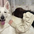 「大型犬お断り！」…