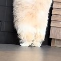 赤ちゃん犬が『お姉…