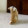 うちの子だけ！？愛…