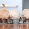 子犬期の食事が成長…